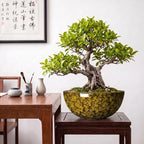 Succulent Pots, 10 Inch Ceramic Bonsai Pots, Yellow Leopard - Image 7