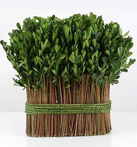 Richland Preserved Boxwood 11" Arrangement by Richland
