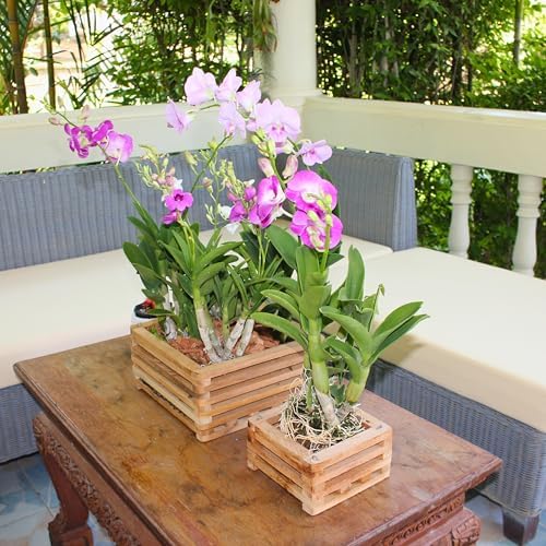 Set of 2 Wooden Orchid Baskets with Hangers, Hanging Vanda Baskets for Outside - Image 5