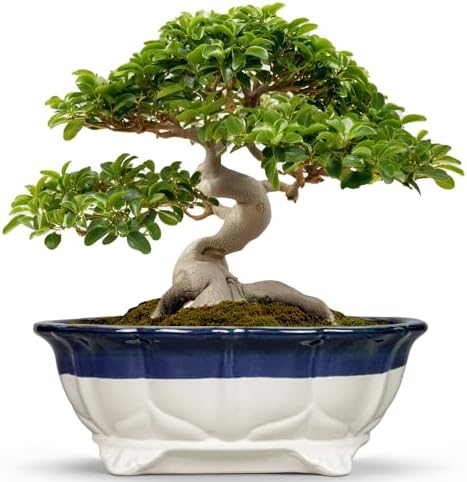 Ceramic Bonsai Tree Pots - 13.2 Inch Succulent Pots with Drainage Hole, Large Succulent Planters for Indoor Outdoor Plants, Shallow Bonsai Planter, House Decor, Gardening Gift, Oval Beige-Blue by Teagas