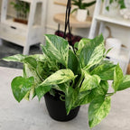 Variegated Marble Queen Pothos in 6" Hanging Basket with Detachable Hook, Live Plant Decor, Real Houseplant for Home or Office, Real Easy to Grow Houseplants by Plants for Pets - Image 2