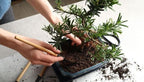 Gardenera Pro Bonsai Soil Premium Potting Mix Ingredients for Thriving Bonsai Growth and Resilience - 5 Quart - Image 2