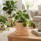 6 Inch Ceramic Plant Pot with Drainage Hole & Tray – Buttercream - Image 2