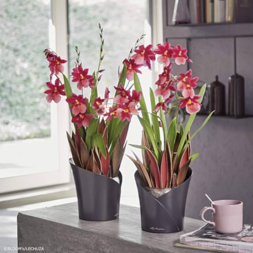 Lechuza 13961 ORCHIDEA Self-Watering Planter for Indoor and Outdoor Use, 7.2" x 7" x 7.7", Slate Matte - Image 7