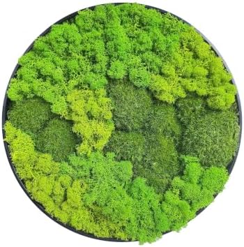 Motivilla 11.8" Round Preserved Moss Wall Art with Modern Aluminum Frame by Motivilla