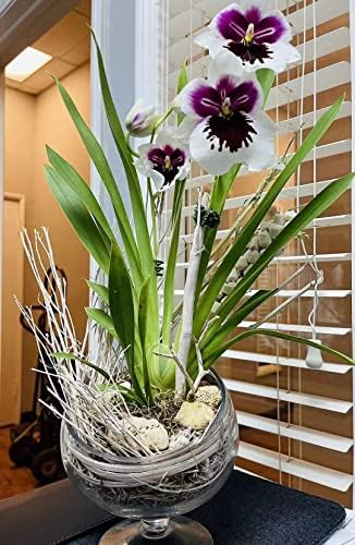 WGV Slant Cut Bowl Glass Vase Bulk with Stand, Width 8.25", Height 8.75", Clear Planter Terrarium, Candy Dish, Fruit Jar for Wedding Party Event, Home Office Decor, 4 Pieces - Image 7