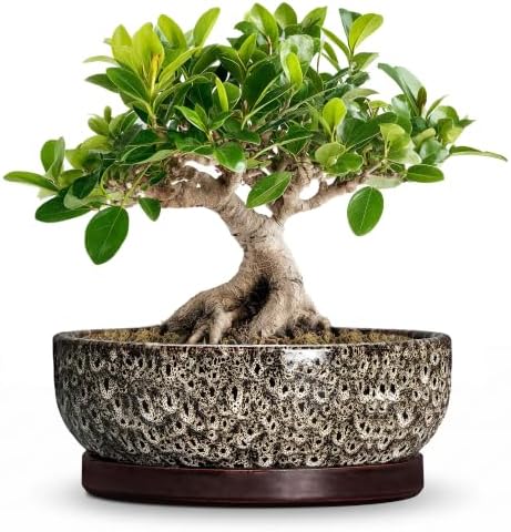 Bonsai Pots, 8 Inch Ceramic Succulent Pot with Saucer, White Leopard by Unknown