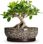 Bonsai Pots, 8 Inch Ceramic Succulent Pot with Saucer, White Leopard by Unknown