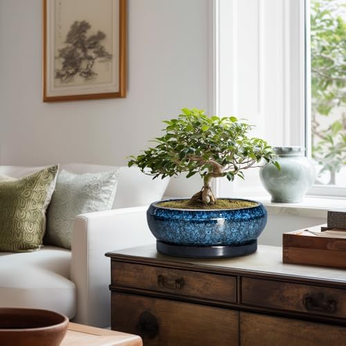 Bonsai Tree Pots 10 Inch - Ceramic Succulent Pot with Drainage Hole and Saucer, Bonsai Pots for Indoor Outdoor, Round Succulent Planter, Shallow Planter, Desk Decor, Plant Lover Gifts, Blue - Image 7