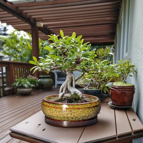 Succulent Pots Large - 13 Inch Ceramic Bonsai Pot with Drainage Hole and Tray, Round Succulent Planters, Shallow Plant Pots Indoor, Bowl Planter Outdoor, Garden Decor, Gardening Gift, Yellow - Image 4