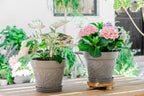 Melphoe Plant Pots Indoor with Drainage & Saucer, 2Pack 10 inch Flower Pots Outdoor Planters for Indoor Plants Garden Home Decor Cactus Succulent, Rigid Plastic (Imitation-Terracotta) Vine-Embossed - Image 2