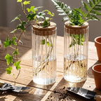 6 Set Propagation Station Jar Desktop Glass Planter Station Flower Vases Water Terrarium Jar with Cork Lid for Propagating Flower Plants Centerpiece Office Home Garden Decor(Medium) - Image 6
