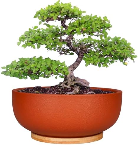 SQOWL 10 Inch Large Terracotta Planter Pot,Clay Succulent Bonsai Planter with Drainage Hole and Bamboo Saucer for Indoor Plants by SQOWL