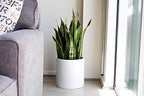 Brea Round Cylinder Fiberglass Planter, White, D:14" x H:14" - Image 4
