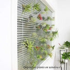 10 Pack Vertical Air Plant Holder (Suction Cup, Stainless Steel Tillandsia Air Plant Planter) A Unique Set of Air Plant Containers for Creating Tillandsia Art Display on Window. - Large - Image 4