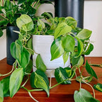HERDUK 6 Inch Plant Pots, Ceramic Planter Pot with Drainage Hole & Saucer, Indoor/Outdoor Cylinder Round Planter Pot, Matte White - Image 2