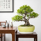 10 Inch Ceramic Bonsai Planter with Saucer, Brushed Yellow - Image 4