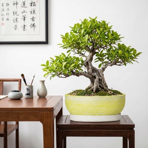 10 Inch Ceramic Bonsai Planter with Saucer, Brushed Yellow - Image 4