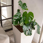 XBrand 30-Inch Tall Tapered Indoor and Outdoor, White Planter - Image 6