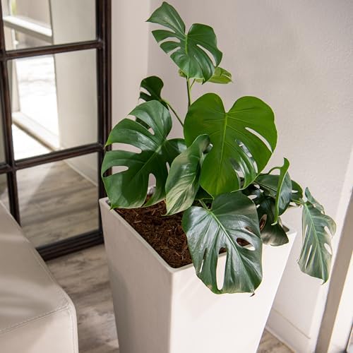 XBrand 30-Inch Tall Tapered Indoor and Outdoor, White Planter - Image 6