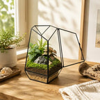 Ferrisland Glass Geometric Plant Terrarium, Clear Glass Succulent - Image 5