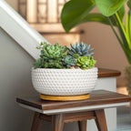 Succulent Pots 8 Inch - Ceramic Bonsai Planters for Indoor Plants, Plant Pot with Drainage Hole and Saucer, Shallow Round Flower Planter, Modern Room Decor, Gifts for Plant Lover, White - Image 5