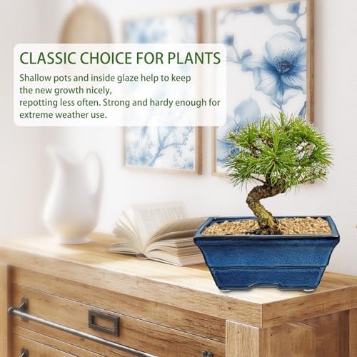 Villa Como Set of 2 Large Bonsai Pots with with Drainage Hole, 10" - Image 4
