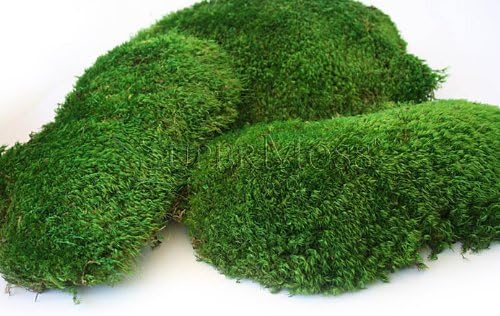 Super Moss Mood Moss Preserved Natural Green 1200cuin, Fresh Green, 200 in3 Bag (Appx. 8oz) (21539) (Pack of 2) - Image 5