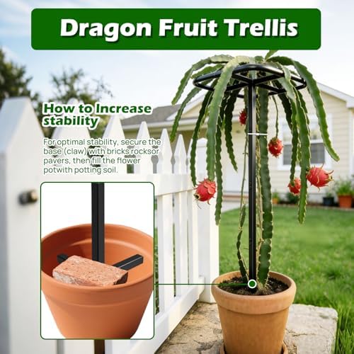Extra Thick Adjustable Dragon Fruit Trellis, Metal Plant Trellis - Image 2