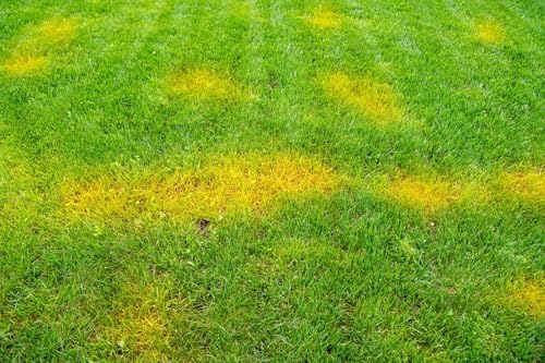 Liquid Lawn Fertilizer for Yellow & Heat-Stressed Grass – 5-3-4 Living Soil Lawn Food with Humic & Kelp – Lawn Recovery & Root Growth Fertilizer – Nature’s Way Soil – 1 Gallon - Image 3