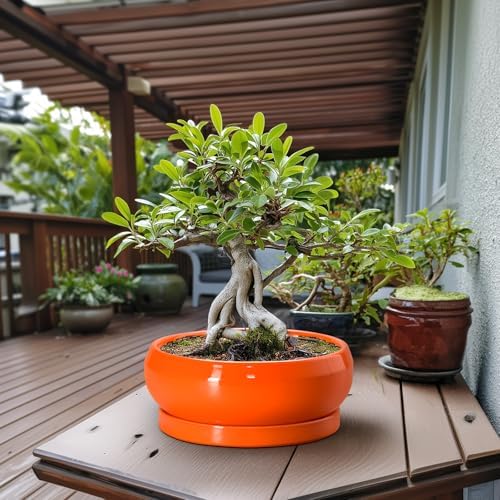 Bonsai Pots - 13 Inch Ceramic Succulent Pots with Drainage Hole and Saucer, Shallow Planter for Indoor Outdoor, Bonsai Planters, Large Planter Bowl, Porch Decor, Gift for Plant Lover, Orange - Image 3