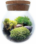 Create Your Serene Moss Sanctuary with The Unique Gardener Moss Bowl Terrarium Kit with LED Light - Complete Terrarium Supplies, Indoor Plants for Stress Relief & Air Purification! by UniqueGardener