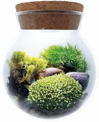 Create Your Serene Moss Sanctuary with The Unique Gardener Moss Bowl Terrarium Kit with LED Light - Complete Terrarium Supplies, Indoor Plants for Stress Relief & Air Purification! by UniqueGardener