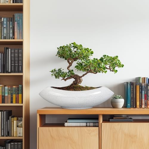 Ceramic Bonsai Tree Pot - 18 Inch Ceramic Pots for Plants, Large Succulent Planter with Drainage Hole for Indoor Outdoor, Unique Planters for Flower, Home Decor, Gardening Gifts, White-Black - Image 4