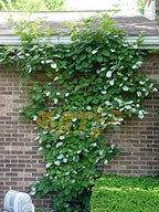 2 Pack 57 Inch x31 Inch Green PVC Pot Trellis Metal Plant Stakes for Climbing Plants,Outdoor,Rose,Vegetable Flower,Backyard - Image 4