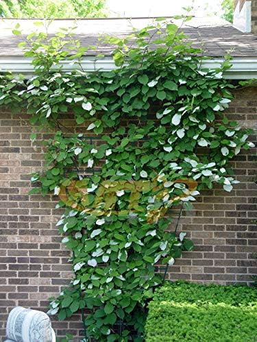 2 Pack 57 Inch x31 Inch Green PVC Pot Trellis Metal Plant Stakes for Climbing Plants,Outdoor,Rose,Vegetable Flower,Backyard - Image 4