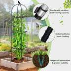 Square Tomato Cages for Garden, 6.2 FT Cucumber Trellis for Flowers, Grape, Pea, Rose, Bean, Rustproof Plastic Coated Metal Plant Support for Potted Plants Indoor Outdoor - 2PC Obelisk Trellis - Image 2