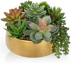 Artificial Succulent Plants in Pot 5.5 Inch Fake Succulents Arrangement by DILATATA