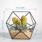 NCYP Opened Geometric Glass Terrarium, 6.69" Bowl Shape Planter for Succulent Plant Cacti, Indoor Balcony Irregular Decor, Garden Miniature Pot, Tabletop Centerpiece (No Plants) - Image 5