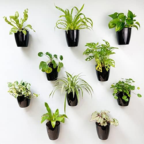 LaLaGreen Wall Planters for Indoor Plants (4in, 10 Pack) Small Planter by L%C3%A1L%C3%A1Green