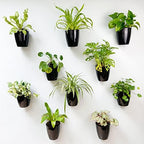 LaLaGreen Wall Planters for Indoor Plants (4in, 10 Pack) Small Planter by L%C3%A1L%C3%A1Green