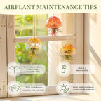 Glasseam Fall Glass Jellyfish Decor, 3Pcs Hanging Air Plant Holders - Image 4