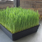 Handy Pantry 10-Pack 1020 Garden Growing Trays Without Drain Holes 10" x 20 - Image 3