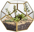 NCYP No Door Glass Terrarium for Small Cactus, Succulents - Gold Geometric Terrarium Pot, Home Office Tabletop Miniature Garden Decor, 6.8 x 6.8 x 5.9 Inches, Handmade (No Plants) by NCYP