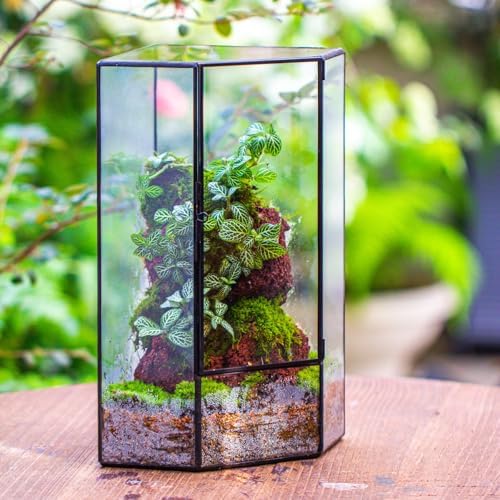 NCYP Wall Corner Geometric Glass Terrarium for Moss, Small Plants - Image 5
