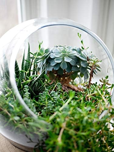 WGV Slant Cut Bowl Glass Vase Bulk, Width 9", Height 9", Clear Round Globe Planter Terrarium Orb, Candy Dish, Fruit Jar, Floral Container for Home Office Decor, 4 Pieces - Image 5