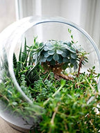 WGV Slant Cut Bowl Glass Vase Bulk, Width 9", Height 9", Clear Round Globe Planter Terrarium Orb, Candy Dish, Fruit Jar, Floral Container for Home Office Decor, 4 Pieces - Image 5