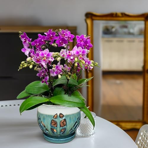 W&W Orchid Pot with Holes and Saucer for Repotting, Teal Mix, 6.5" - Image 7
