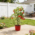 4 Pack 12x39 Inch Galvanized Folding Square Tomato Cages - Image 3