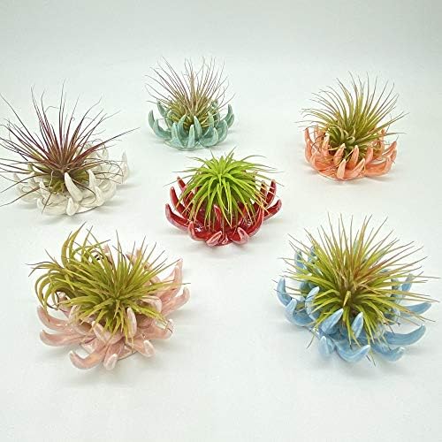 6 Pack air plant Holders (6Pcs Air Plant Containers w/6 Colors Assorted) A Ceramic Coral Set to CreateGifts or Decorate Tabletop - air plants Not Included by Tillandsiart